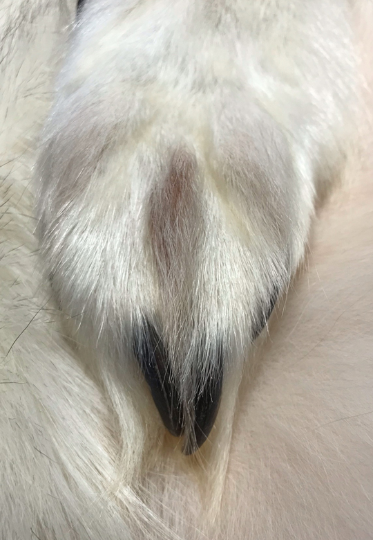 Fur Pelt - Genuine Arctic Tundra Wolf
