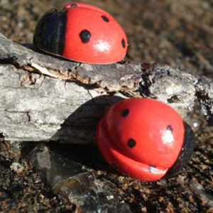 Earrings - Porcelain Ladybugs JC