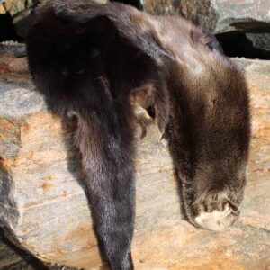 Fur Pelt - Genuine Otter