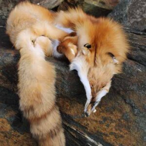 Fur Pelt - Genuine Red Fox