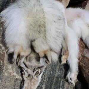 Fur Pelt - Genuine Arctic Tundra Wolf