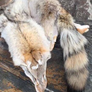 Fur Pelt - Genuine Coyote Assorted Sizes