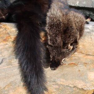 Fur Pelt - Genuine Fisher