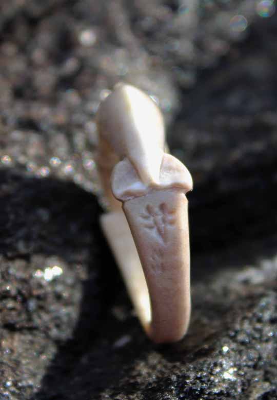 Deer Antler Ring by Richard Parnham - Dolphin